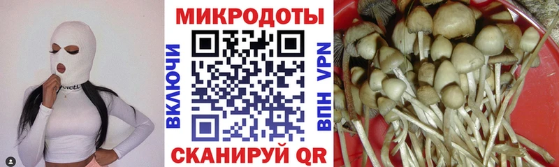 блэк спрут онион  Чухлома  Псилоцибиновые грибы Psilocybe 